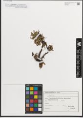 Foto von Salix L.